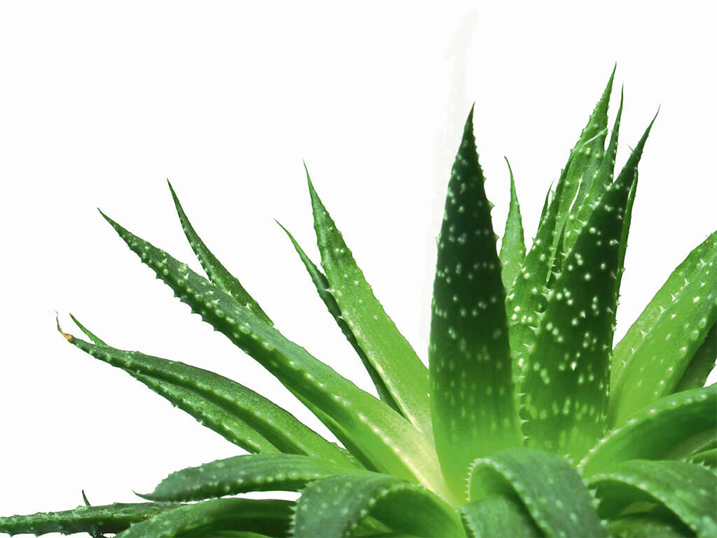10 Benefits of Aloe Vera