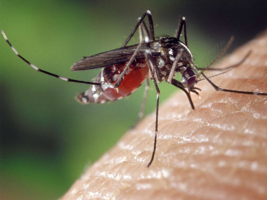 10 Dengue Fever Symptoms