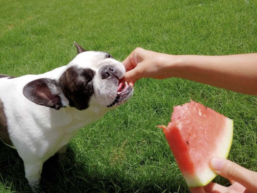10 Fruits Dogs Can Eat