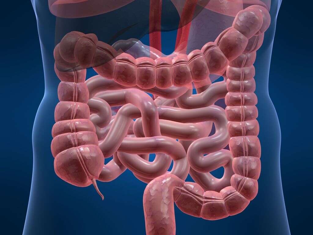 10 Intestinal Blockage Symptoms