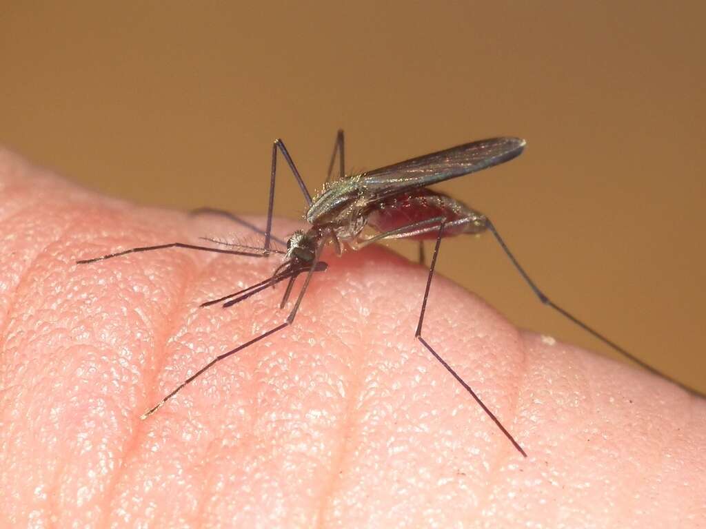 10 Symptoms of Malaria