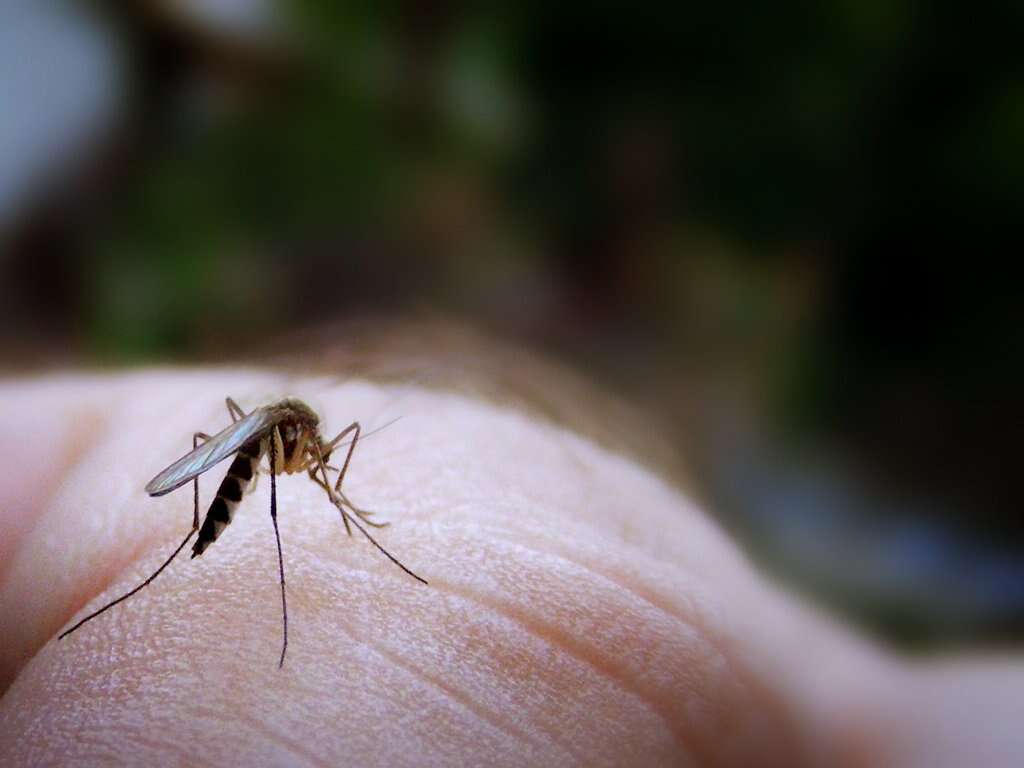 10 Home Remedies For Mosquito Bites