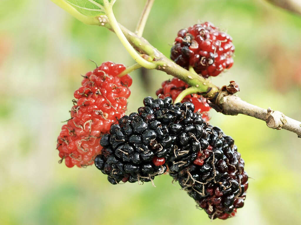 10 Health Benefits of Mulberry