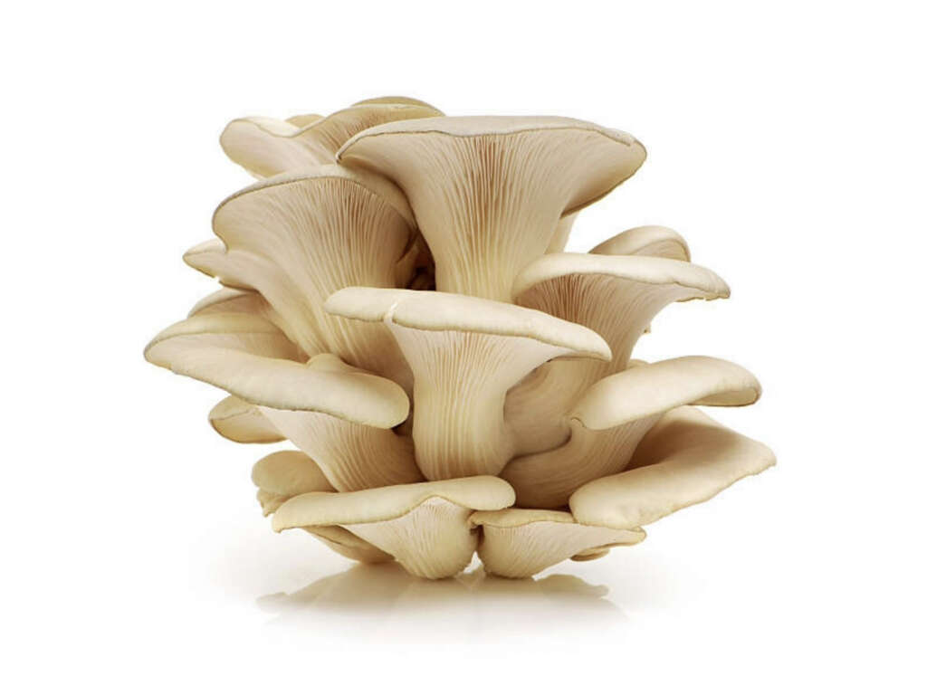 Oyster Mushroom Benefits