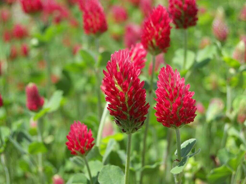 10 Health Benefits of Red Clover