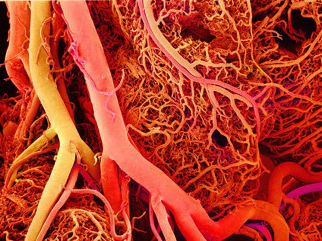 What Are Capillaries?