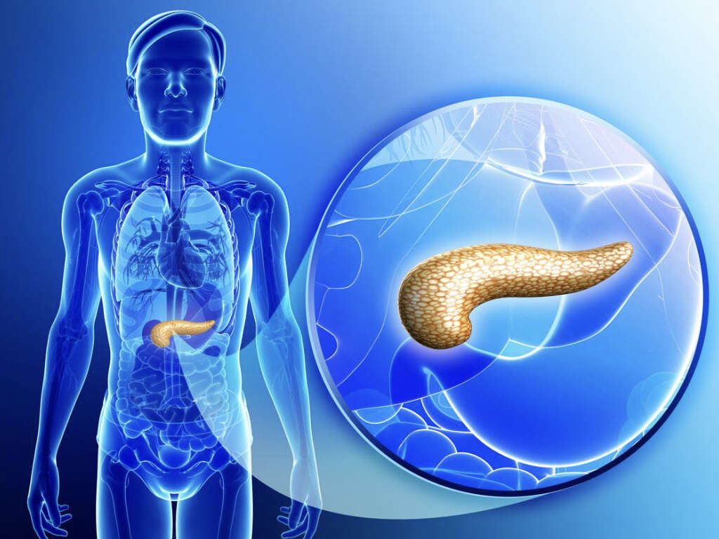 What Does the Pancreas Do?
