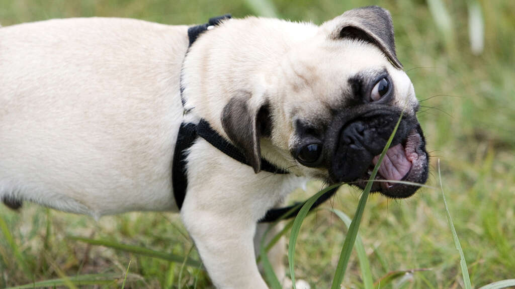 Dogs Eat Grass