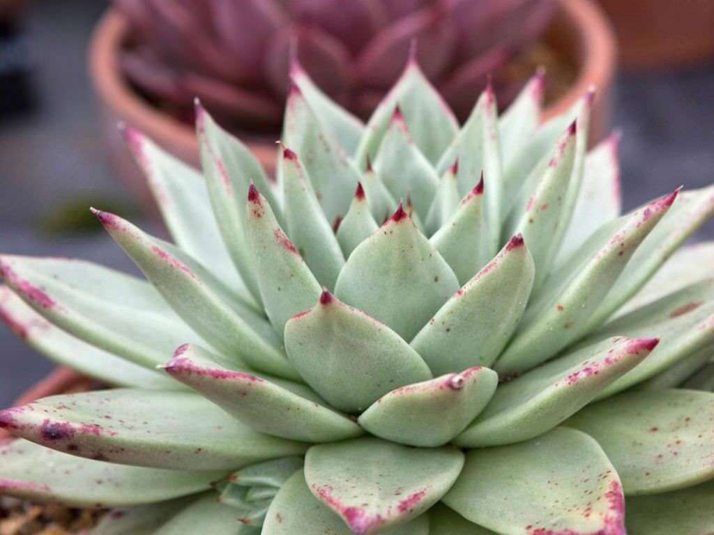 Agave