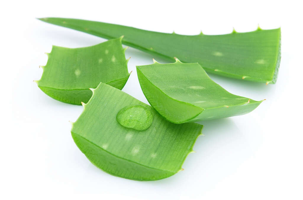 Aloe Vera