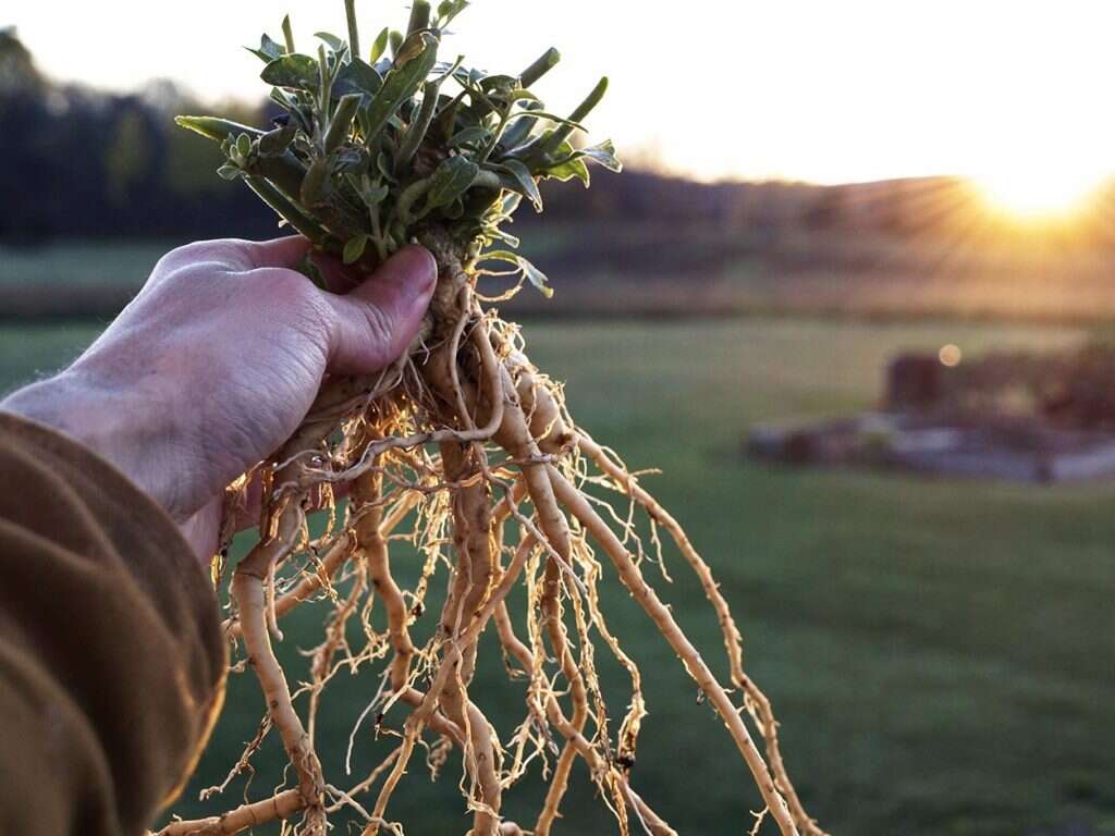 10 Benefits of Ashwagandha