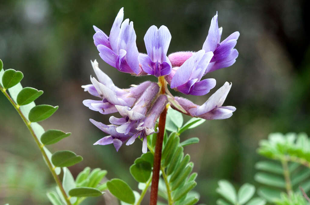 Astragalus