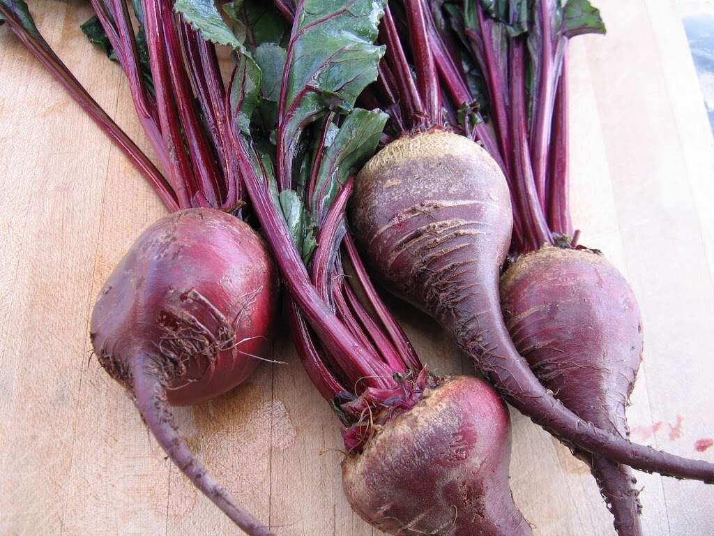 The beetroot also commonly known as the garden beet, red beet, golden beet ...