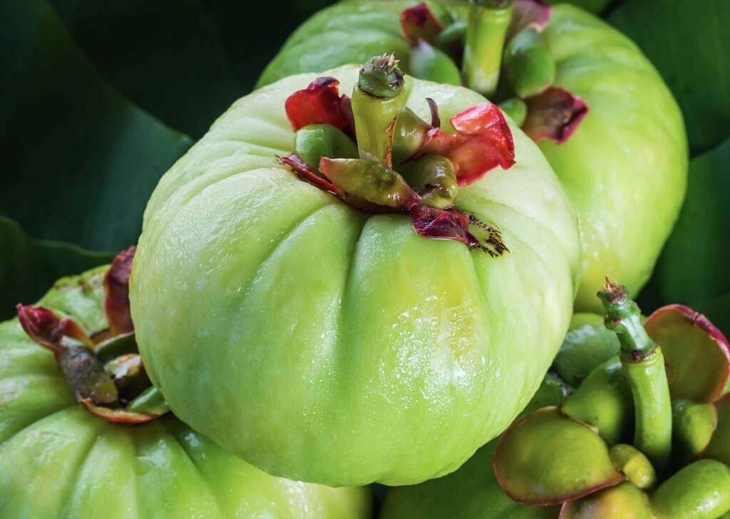 Garcinia Cambogia