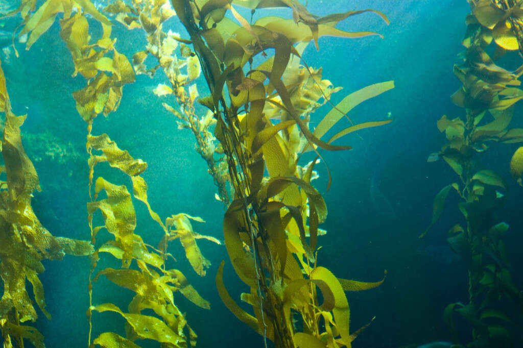 Eating Kelp