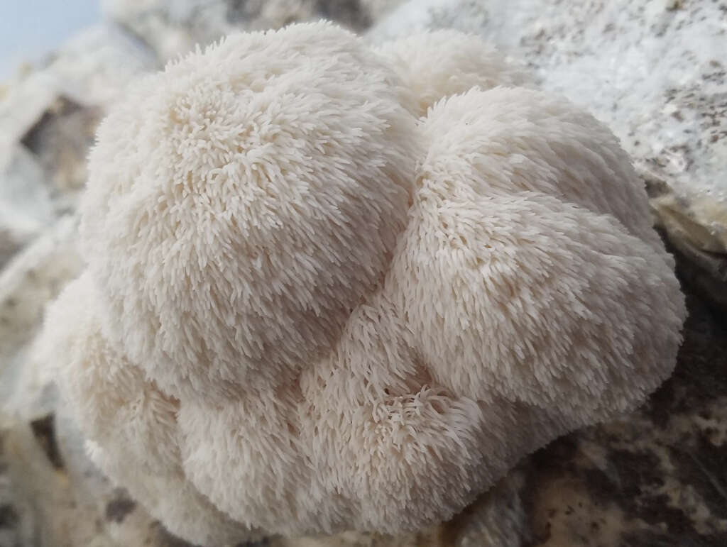 Lions Mane Mushrooms