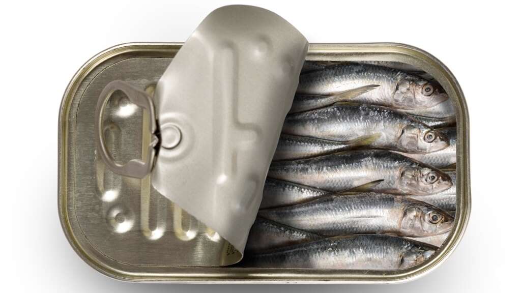 Sardines