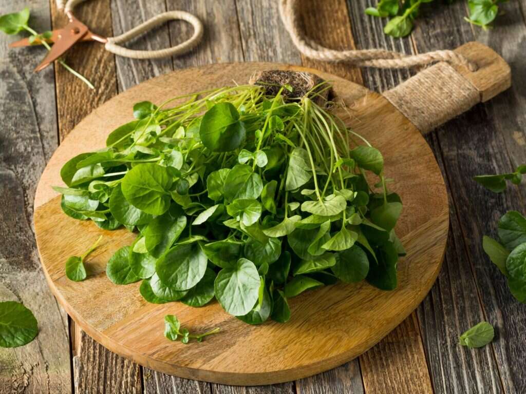 10 Benefits of Watercress