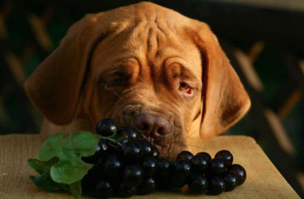 Dogs Eat Grapes