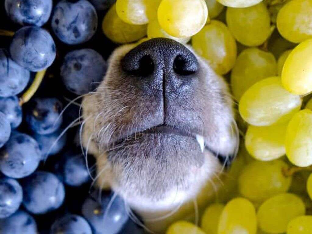 Dogs Eat Grapes