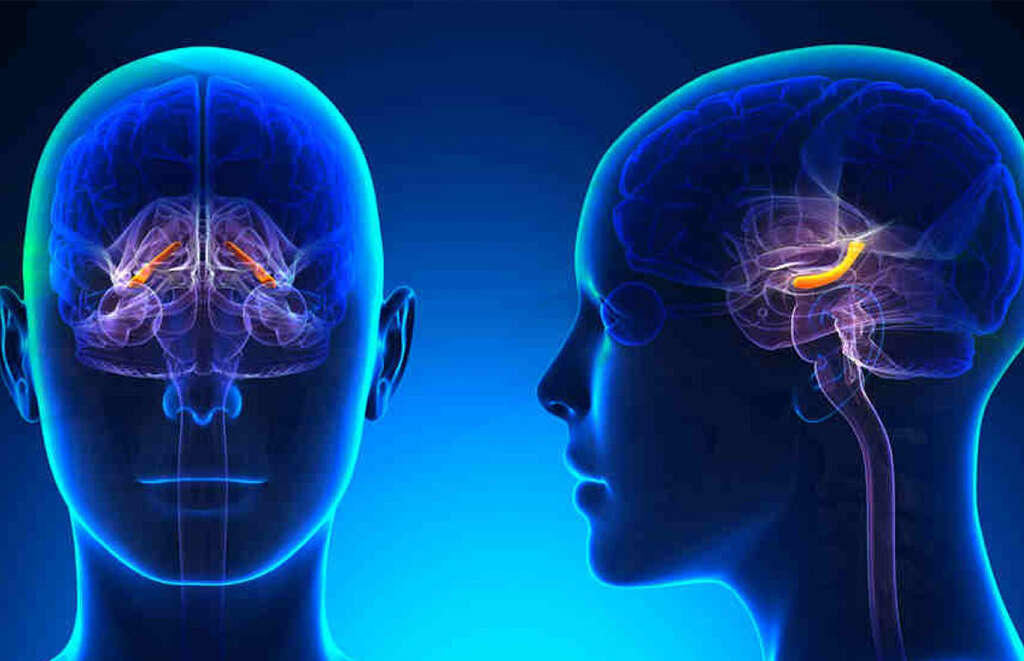 brain-diseases-10-common-brain-diseases