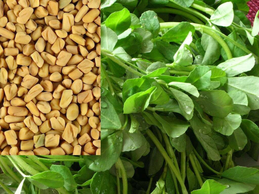 Fenugreek 10 Benefits of Fenugreek