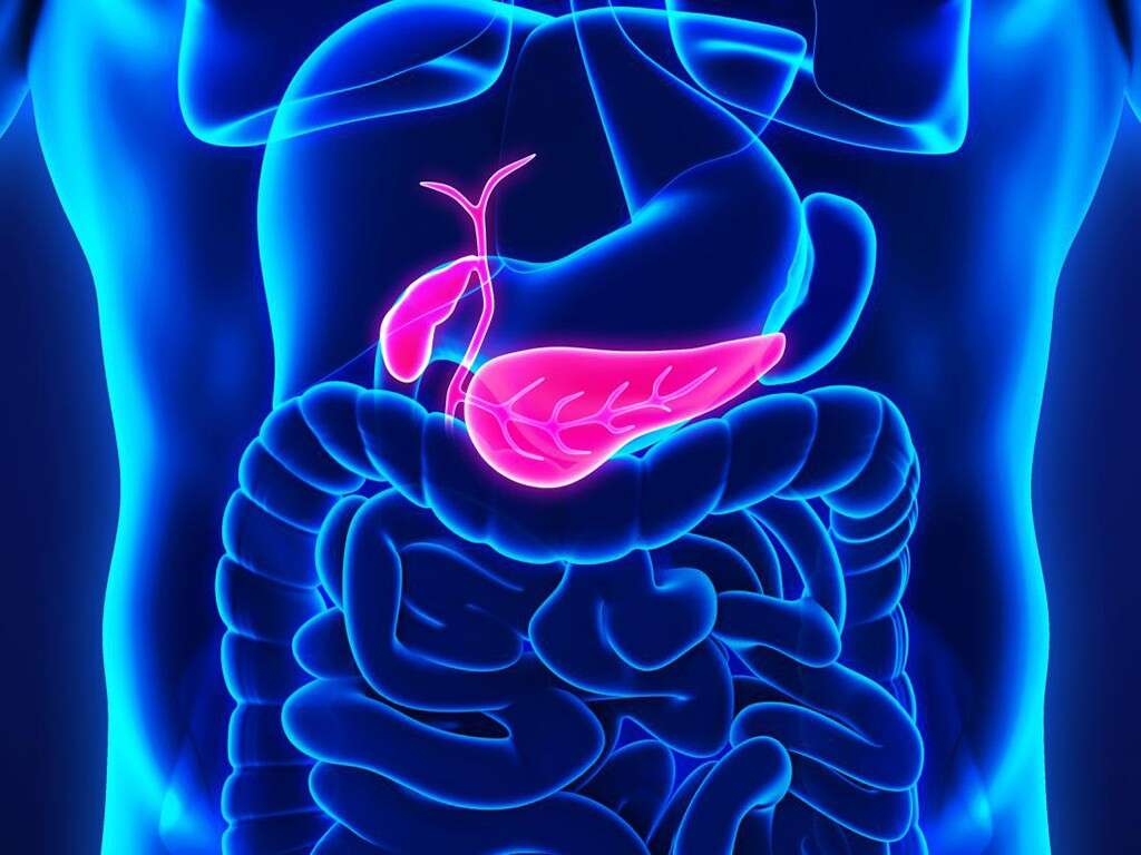 what is the purposes of a pancreas