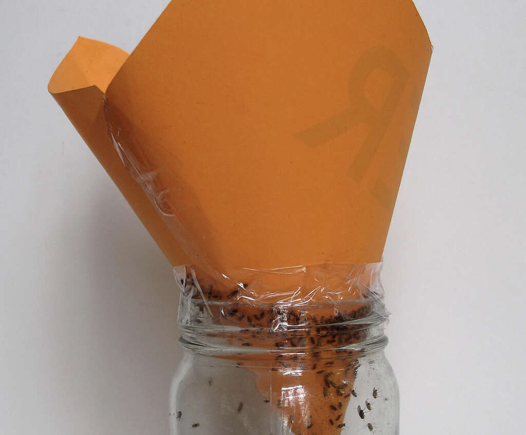 Fruit Fly Traps