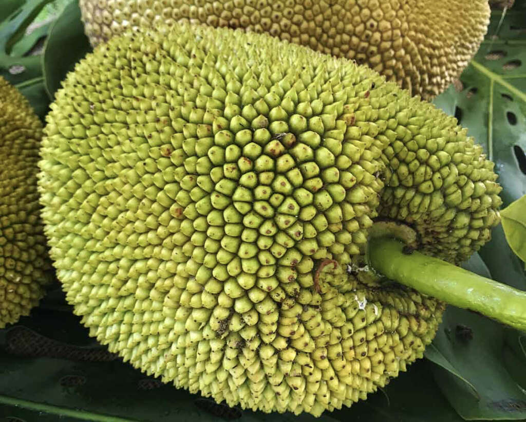 Jackfruit