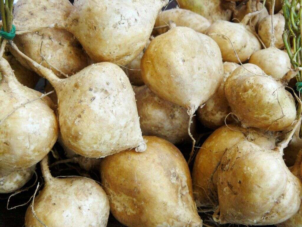 10 Health Benefits of Jicama