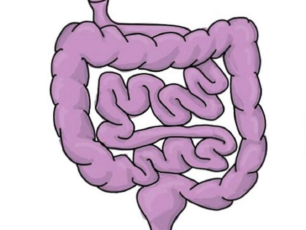 Large Intestine Function Overview
