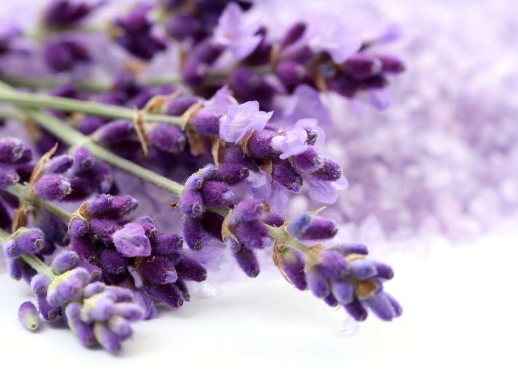 Lavender Oil