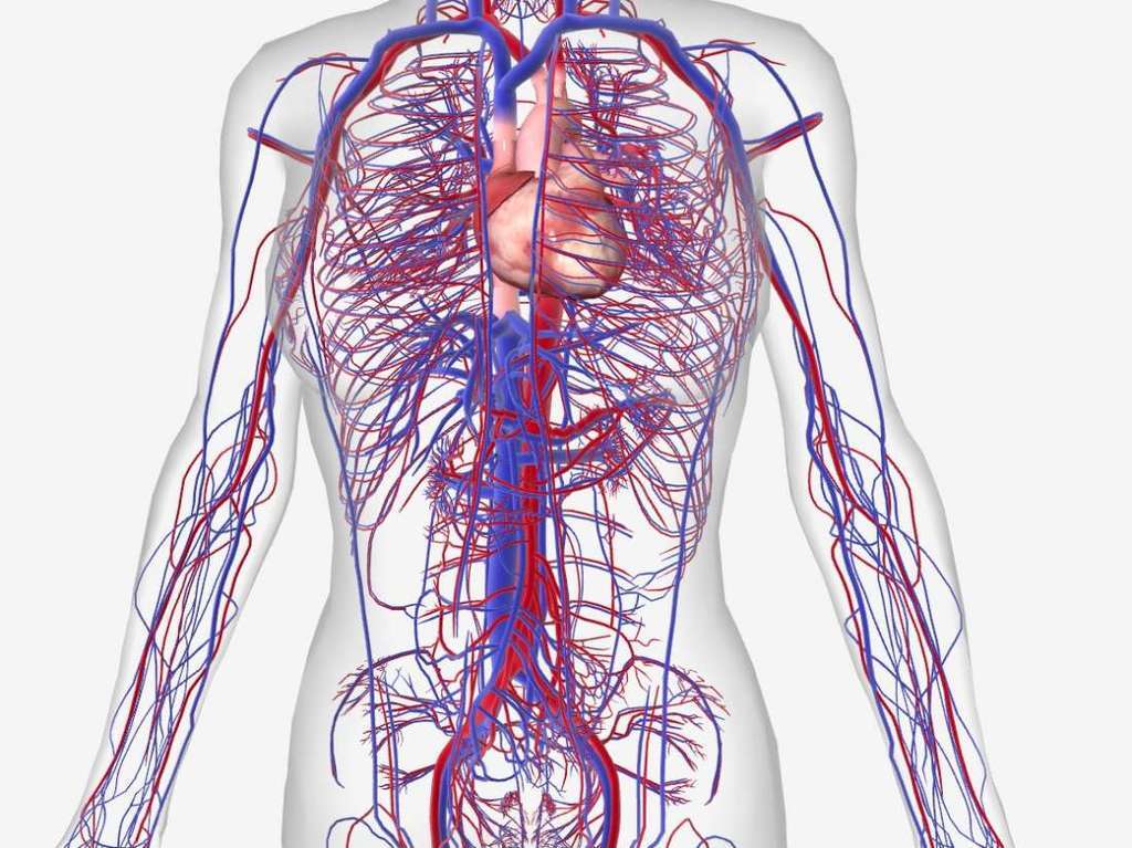 Low Cortisol