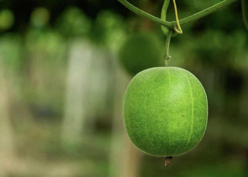 Monk Fruit