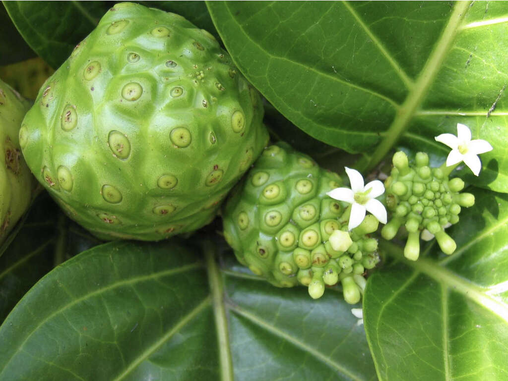 Noni Juice