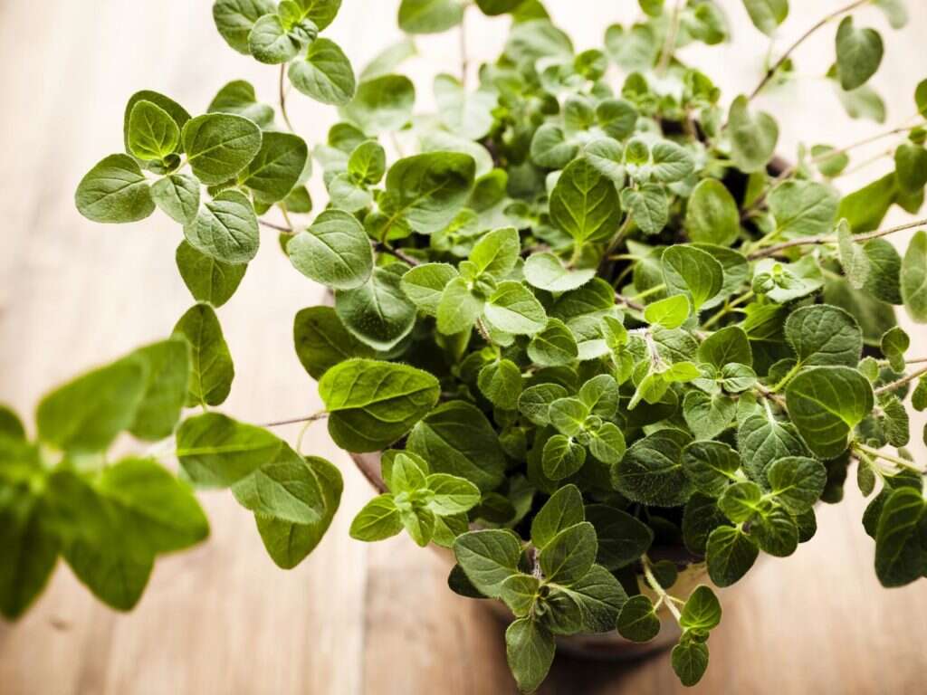 10 Benefits of Oregano Oil