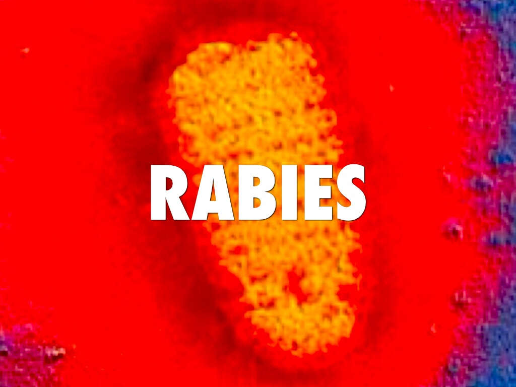 Rabies In Humans