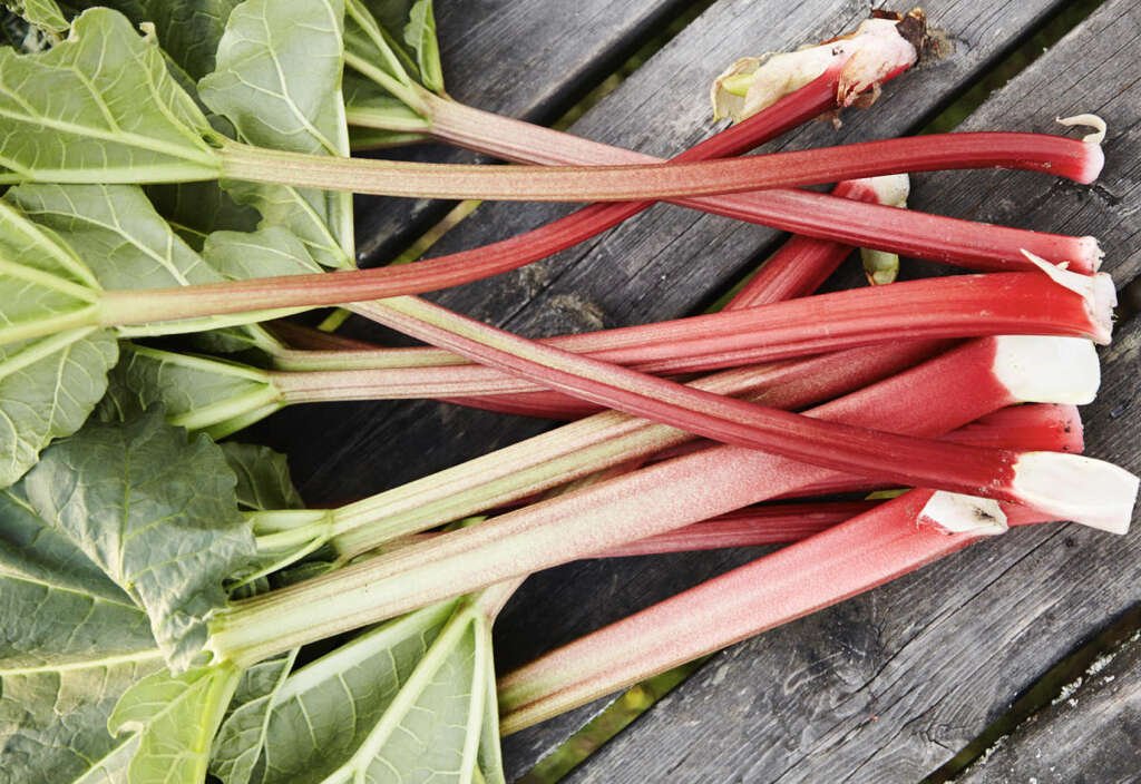 Rhubarb