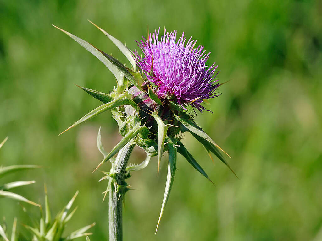 10 Side Effects of Milk Thistle