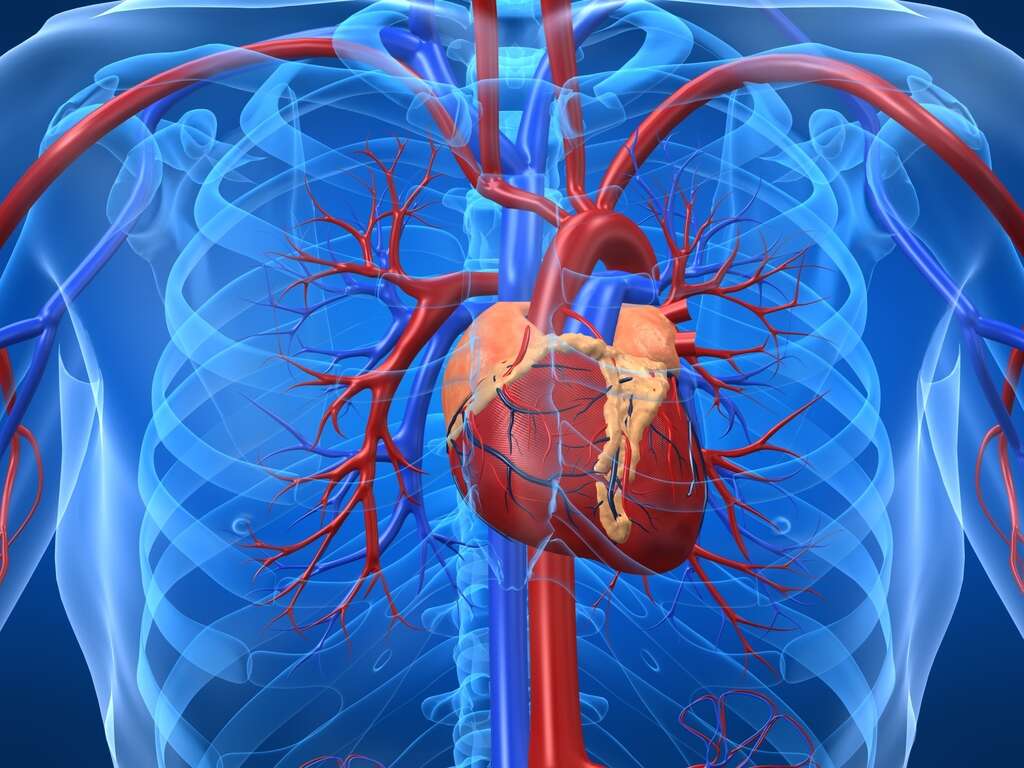 Sleep Apnea