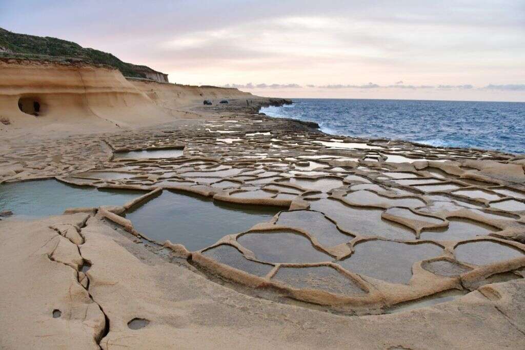 Sea Monkeys