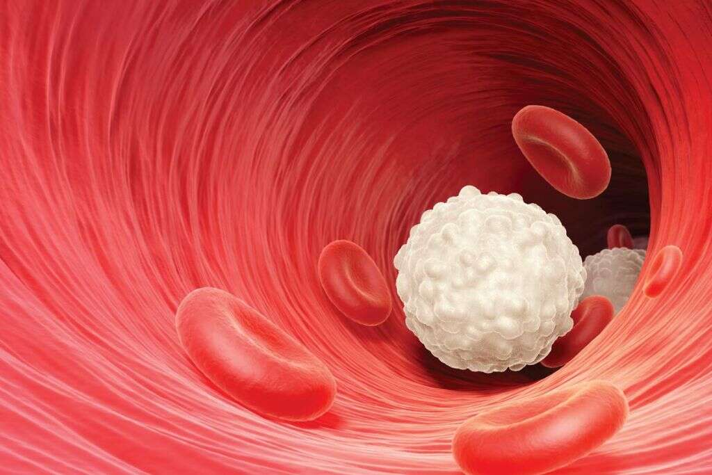 Red Blood Cells