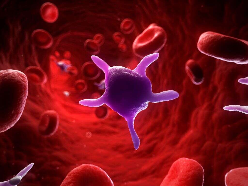 Red Blood Cells