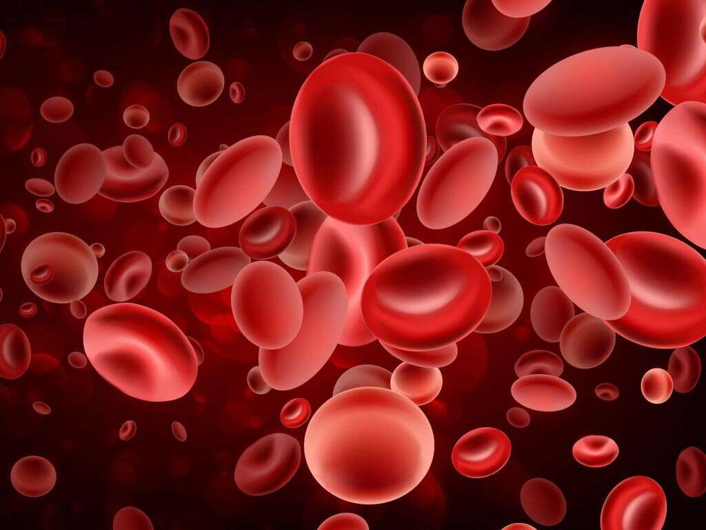 Red Blood Cells What Do Red Blood Cells Do 