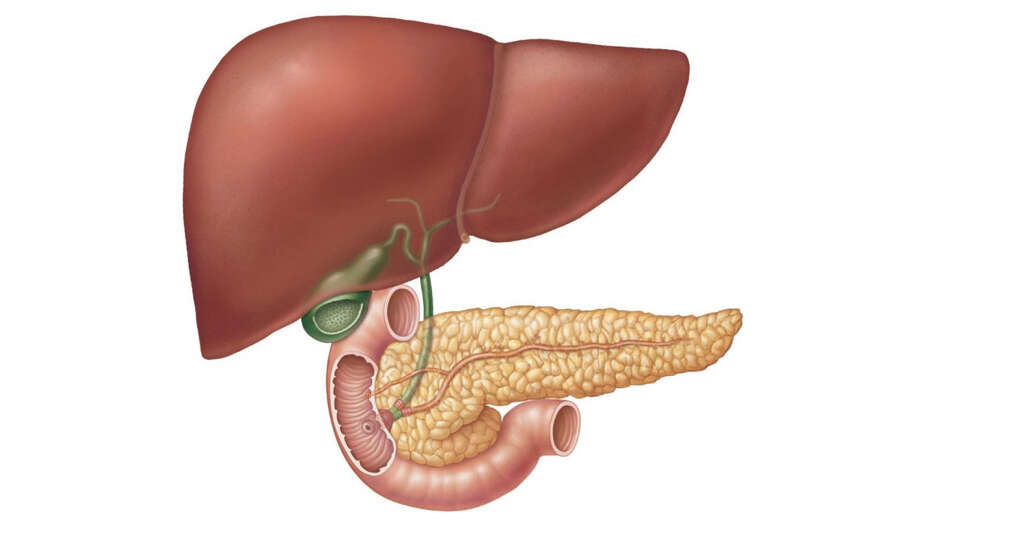 Gallbladder: What Does the Gallbladder Do?