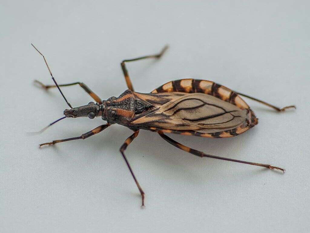 kissing-bug-what-is-a-kissing-bug