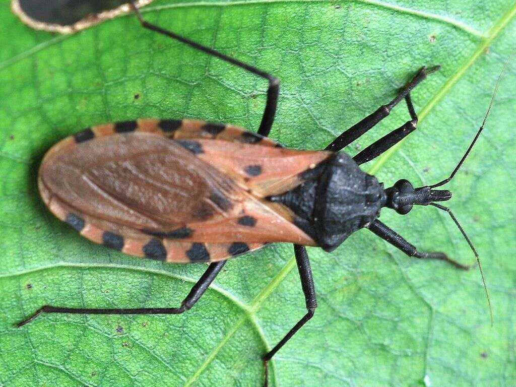 What Is a Kissing Bug?