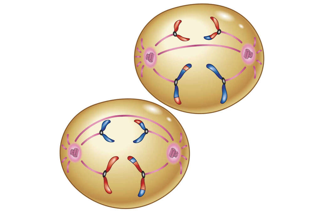 Meiosis