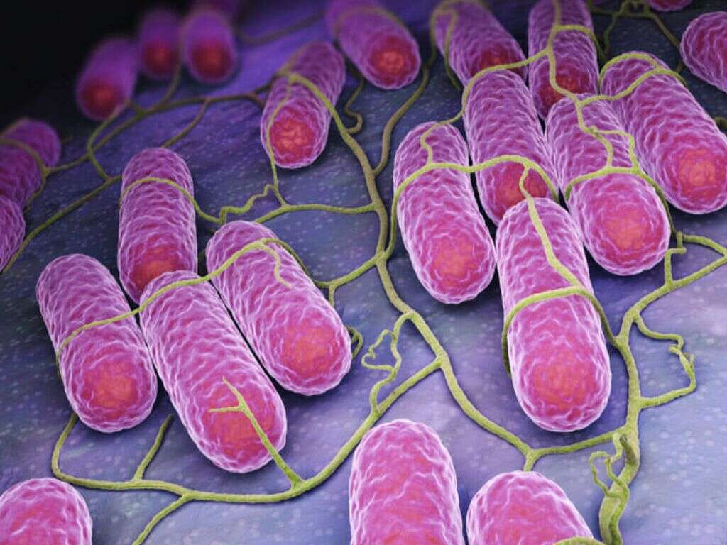 What Is Salmonella?