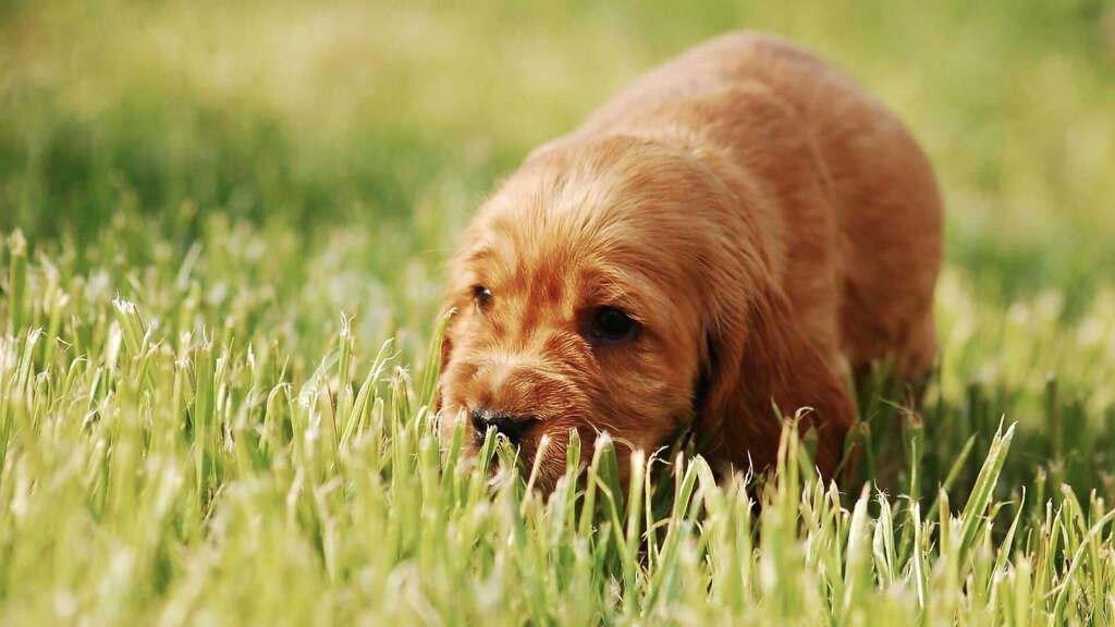 Dogs Eat Grass